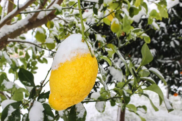 limon kar