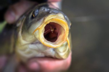 Sazan balık sinek yakalandı