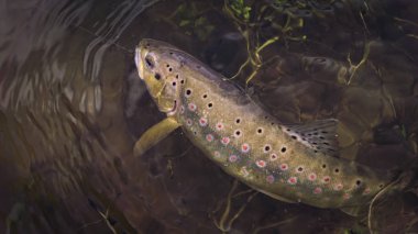 Beautiful brown trout caught by fly fishing. clipart