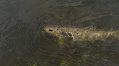 Güzel kahverengi alabalık balıkçılık sinek tarafından yakalandı.