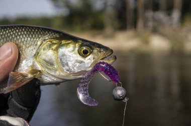 Balık bir jig yakalandı.