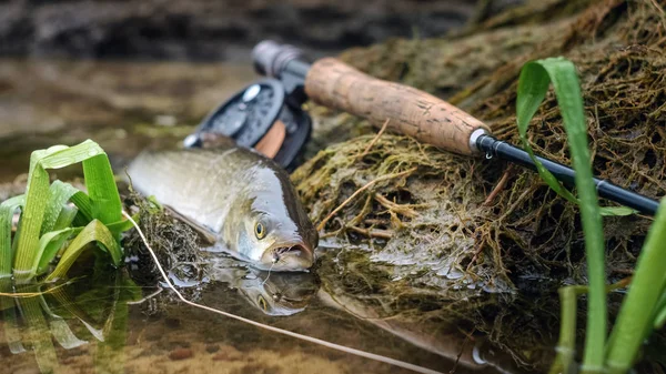 ASP złowionych połowów Fly. Ryba leżąca na tle Fly Fishin — Zdjęcie stockowe