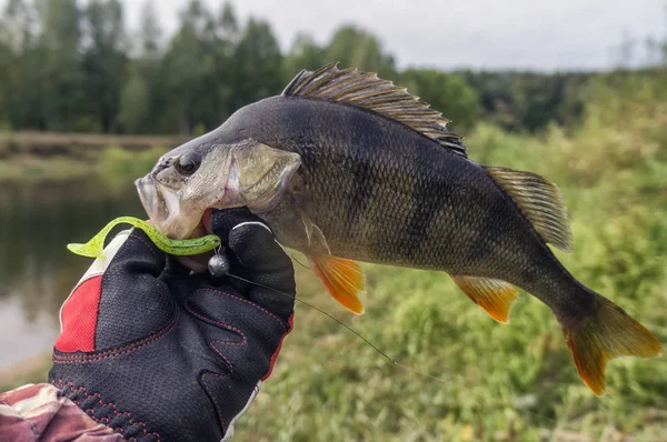 Fisch Auf Einer Jig Gefangen — Stockfoto