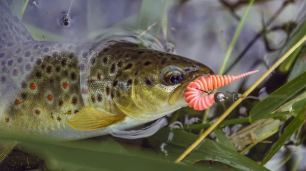 Bachforellen Fangen Köder — Stockfoto