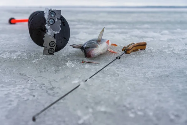 Okoń złowionych połowów łyżka na lodzie. — Zdjęcie stockowe