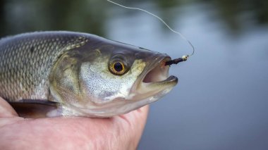 Sinek olta tarafından yakalanan balık.