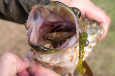 Balık jig yem üzerinde yakaladı.