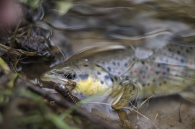 Balığa vahşi kahverengi alabalık yakaladı.