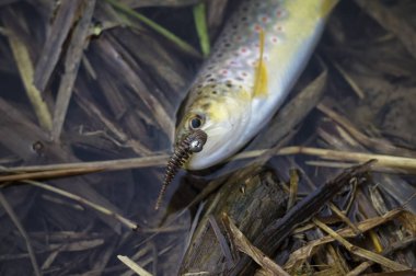 Balığa vahşi kahverengi alabalık yakaladı.