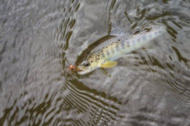Sinek olta tarafından yakalanan balık.