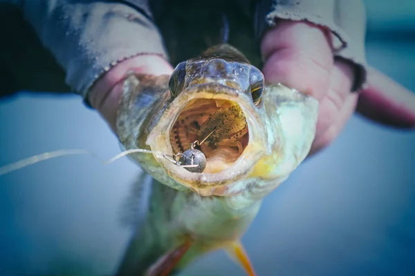 Perch caught on soft bait — Stock Photo, Image