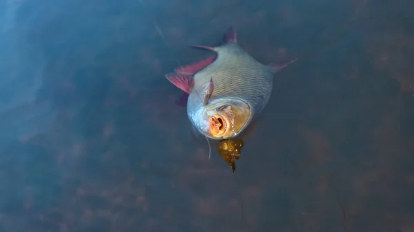 フライ釣りの道具によってつかまえられた魚. — ストック写真