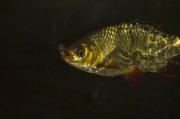 플라이 낚시로 잡은 물고기. — 스톡 사진
