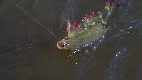 Peixes capturados pela pesca com mosca . — Fotografia de Stock