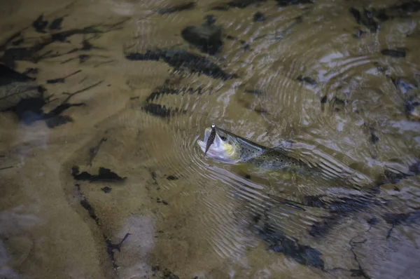 フライ釣りの道具によってつかまえられた魚. — ストック写真