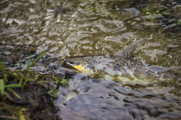 Wilde forel gevangen op een visreis. — Stockfoto