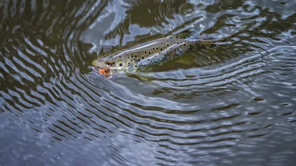 Peixes capturados pela pesca com mosca . — Fotografia de Stock