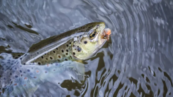 Pesci catturati da attrezzatura pesca a mosca . — Foto Stock