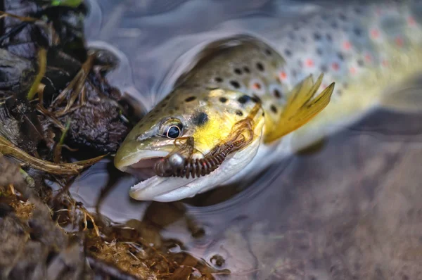 Brown trout on the hook. — Stock Photo, Image