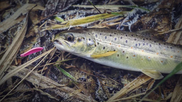 A small beautiful trout, caught on a spoon-bait. — Stock Photo, Image