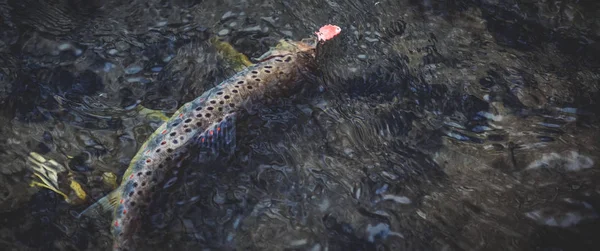 Picturesque trout under water. — Stock Photo, Image