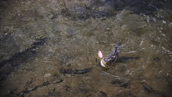 水の下で美しい鱒. — ストック写真