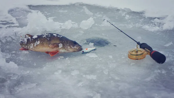Persico catturato sulla pesca invernale. Attrezzi da pesca . — Foto Stock