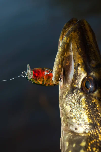 Su gancio . — Foto Stock