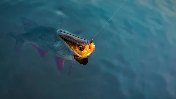 Rudd. Balık bir tenkara yakalanıyor.