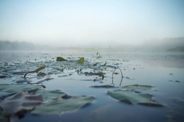 Puslu bir şafak Nehri üzerinde.
