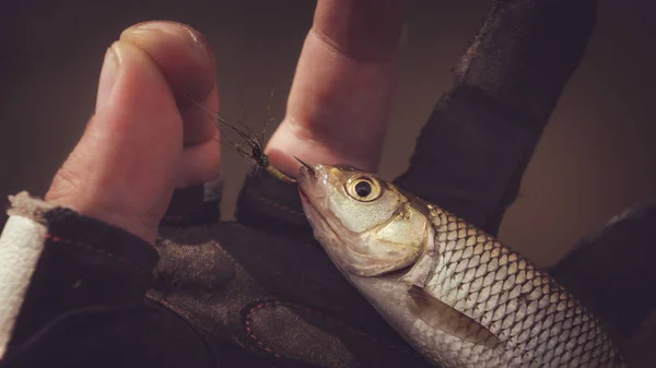 Små fiskar fångade flugfiske. Tenkara — Stockfoto