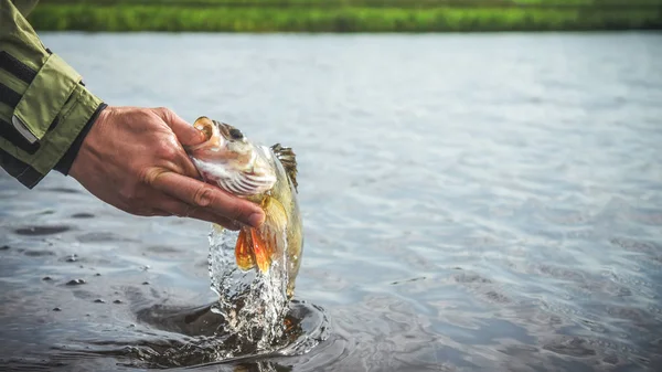 Pesce in mano pescatore. Pesca . — Foto Stock