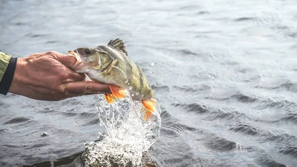 Pescado en mano pescador. Pesca . — Foto de Stock
