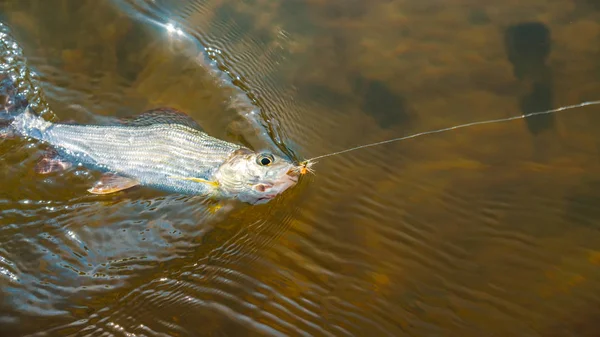 Grayling catturato su canna da pesca a mosca . — Foto Stock