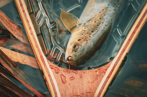 Trucha capturada en la pesca con mosca . —  Fotos de Stock