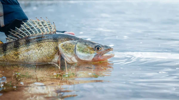 漁師は釣れたザンダーを解放します。釣り、キャッチ、リリース. — ストック写真