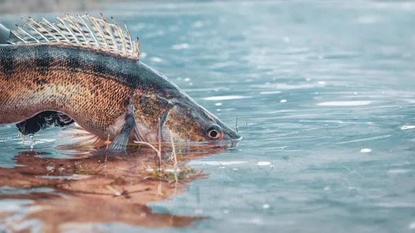 Gös i en sportfiskares hand. Fångst och frisläppande. — Stockfoto