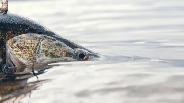 Zander in the hand of an angler. Catch and release. — 스톡 사진