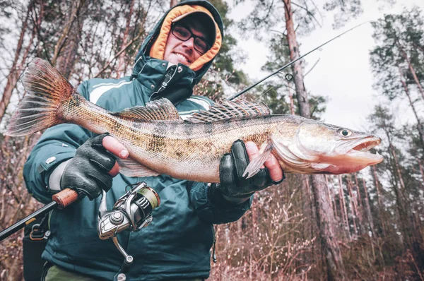 Gös i en sportfiskares hand. Fångst och frisläppande. — Stockfoto