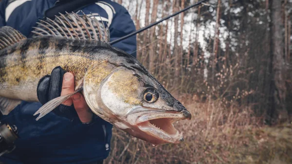 Zander in der Hand eines Anglers. Fangen und freilassen. — Stockfoto