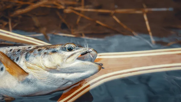 La trucha pescaba con mosca. Pesca, captura y liberación . — Foto de Stock