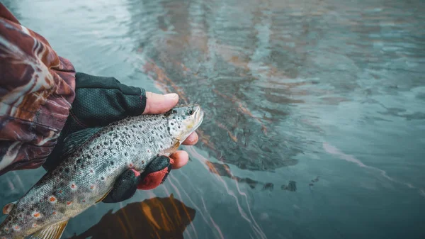 Trout caught fly fishing. Fishing, catch and release. — Stock Photo, Image