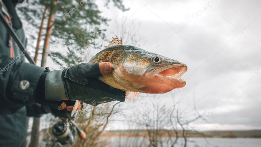 Zander in the hand of an angler. Catch and release.