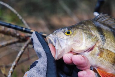 Balıkçının elinde güzel sarı bir levrek.