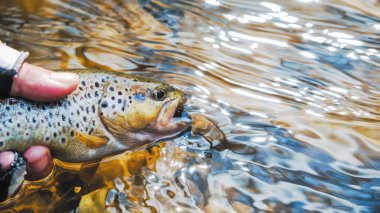 Kancaya takılmış güzel alabalık.