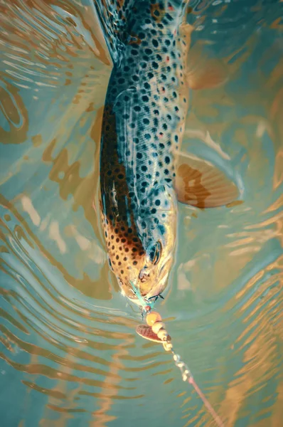 Trout On the hook. Fishing. — 스톡 사진
