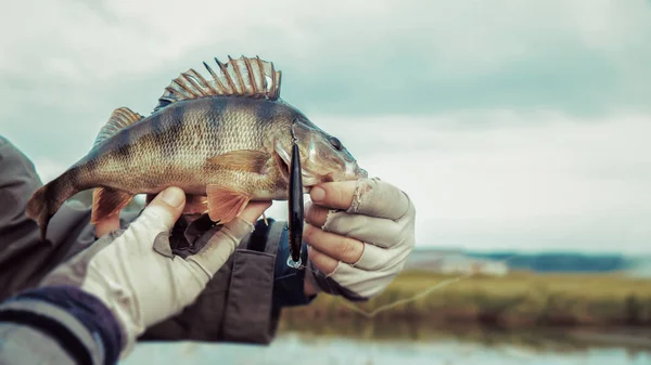 Abborre i händerna på en fiskare. — Stockfoto