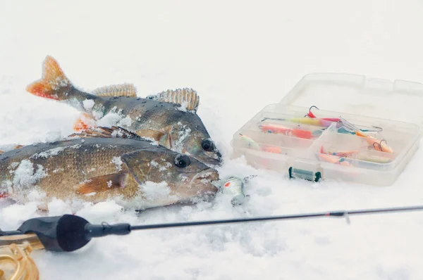 Poleiro pego na pesca no gelo. Equipamento de inverno . — Fotografia de Stock