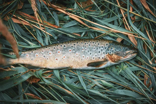 Beautiful trout lies on the grass. Fishing. — Stock Photo, Image