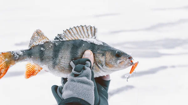 Persico pescato sulla pesca sul ghiaccio. Attrezzo invernale . — Foto Stock